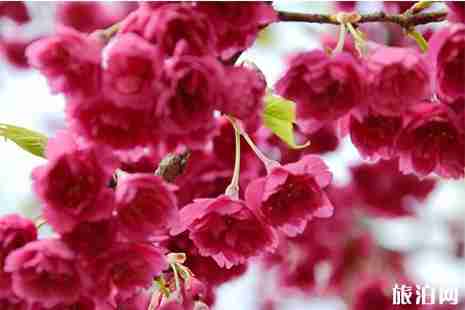 2019柏林古镇樱花节 时间+交通