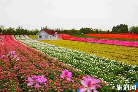 深圳踏青赏花好去处 深圳周末去哪里玩