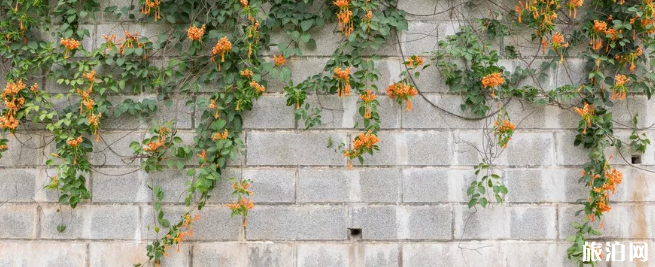 厦门赏花去哪 2019厦门赏花地点推荐+花期