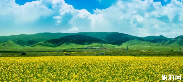 厦门赏花去哪 2019厦门赏花地点推荐+花期