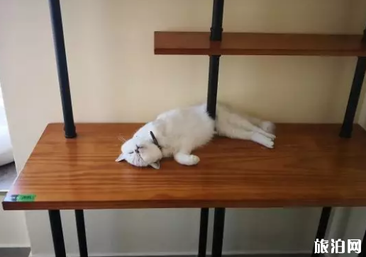 深圳哪里有猫咖啡厅 深圳猫咖推荐