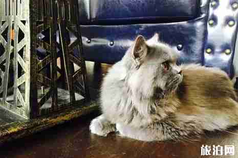 深圳哪里有猫咖啡厅 深圳猫咖推荐