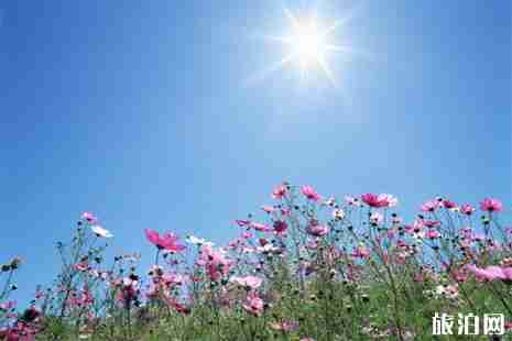 全球花季时间表