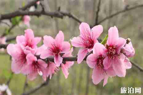 春季安州赏花地点
