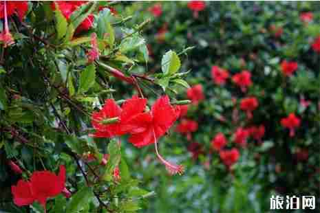 春季安州赏花地点
