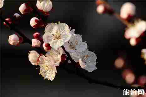 成都周围看花的地方