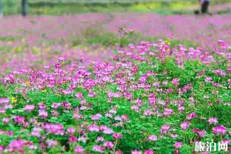 2019年三月桂林旅游景点推荐