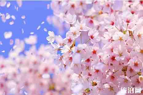 2019曲靖马龙首届樱花节3月1日开启