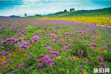 重庆涪陵古今花海3月1日开园郁金花展