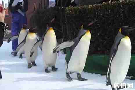 北海道企鹅公园游玩攻略 北海道企鹅公园游玩攻略