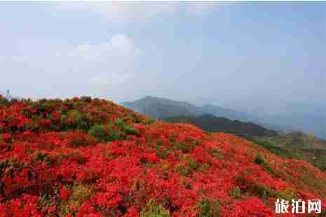 兴安杜鹃花在哪里 兴安杜鹃花在哪里