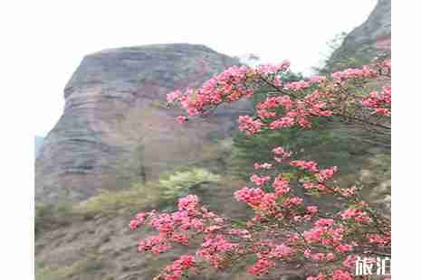 南雄有杜鹃花吗 南雄杜鹃花赏玩攻略 南雄有杜鹃花吗 南雄杜鹃花赏玩攻略