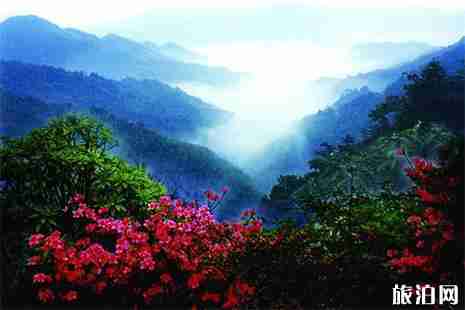 贵州杜鹃花哪里最好看 贵州杜鹃花哪里最好看