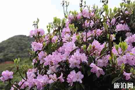 乌蒙大草原杜鹃花什么时候开 花期+门票