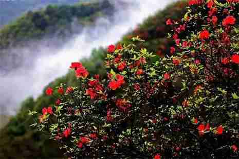 湖南常宁赏花的地方 湖南常宁赏花的地方