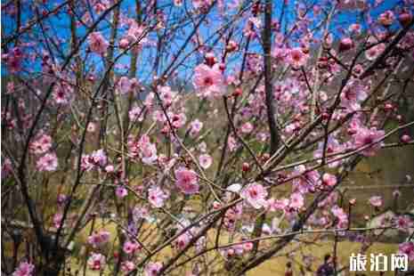 2019三八妇女节石台醉山野景区门票优惠政策+介绍 2019三八妇女节石台醉山野景区门票优惠政策+介绍