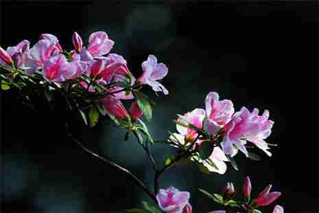 攀枝花杜鹃花海在哪里