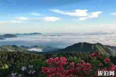2019天台山杜鹃花最佳观赏时间