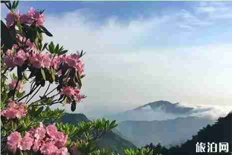 2019天台山杜鹃花最佳观赏时间