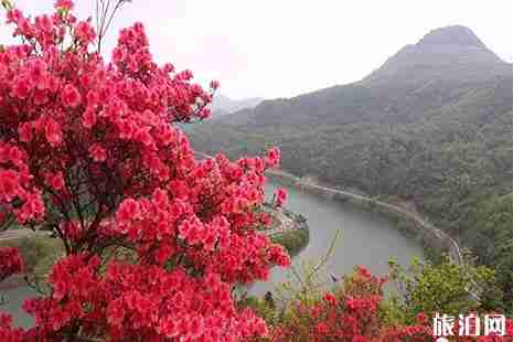 都匀赏杜鹃地点推荐