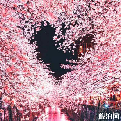 目黑川樱花开放时间2019 目黑川樱花晚上亮灯时间 目黑川樱花开放时间2019 目黑川樱花晚上亮灯时间