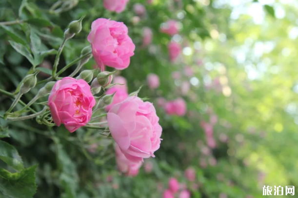 南京赏花的地方 南京赏花地点推荐