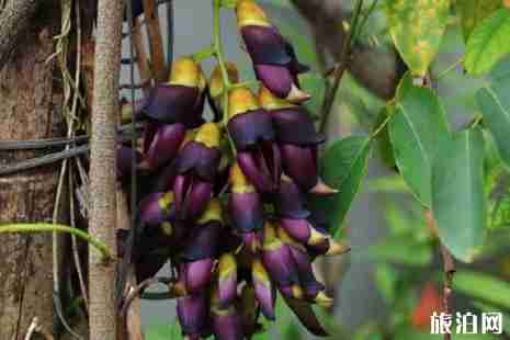 2019华南植物园禾雀花门票+时间+地点+交通+介绍