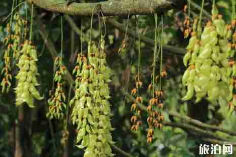 2019华南植物园禾雀花门票+时间+地点+交通+介绍