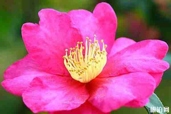 杭州植物园停车多少钱 杭州植物园停车场收费标准