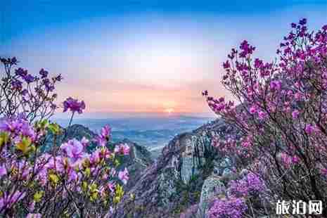 大连黑山赏杜鹃花游玩攻略