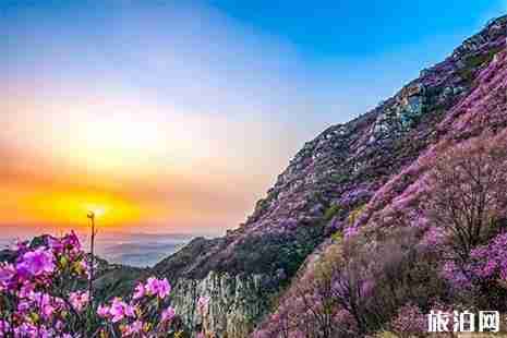 大连黑山赏杜鹃花游玩攻略