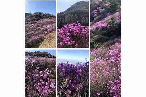 大连黑山赏杜鹃花游玩攻略