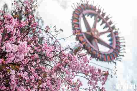 2019昆明樱花节3月1日 游玩攻略+停车信息 2019昆明樱花节3月1日 游玩攻略+停车信息