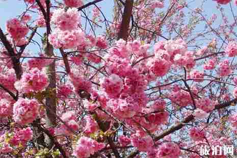 2019昆明樱花节3月1日 游玩攻略+停车信息 2019昆明樱花节3月1日 游玩攻略+停车信息