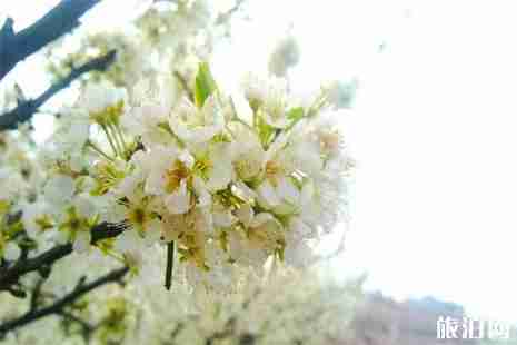 2019宜宾李花节3月2日开幕 活动+交通指南