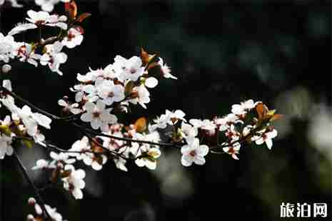 2019宜宾李花节3月2日开幕 活动+交通指南