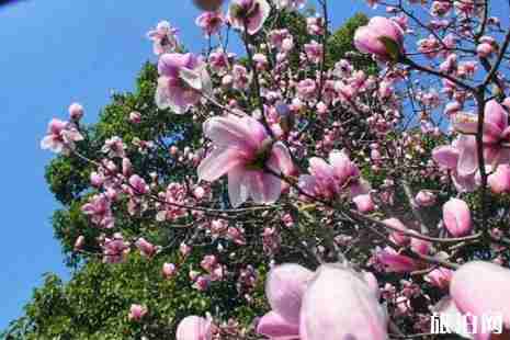 闵行文化公园地址+开放时间+交通 闵行文化公园兰花展介绍