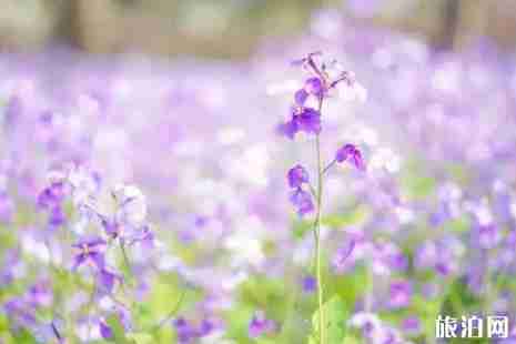 2019上海滨江森林公园有花展吗+攻略