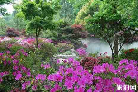 2019上海滨江森林公园有花展吗+攻略