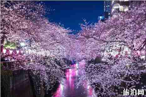 2019日本最受欢迎赏樱胜地排行榜 2019日本最受欢迎赏樱胜地排行榜
