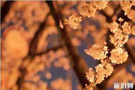 2019日本最受欢迎赏樱胜地排行榜 2019日本最受欢迎赏樱胜地排行榜