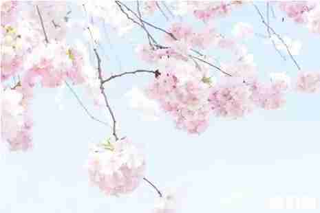 2019武大樱花3月25日开放 2019武大樱花攻略 2019武大樱花3月25日开放 2019武大樱花攻略