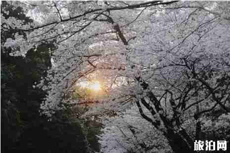 2019武大樱花3月25日开放 2019武大樱花攻略 2019武大樱花3月25日开放 2019武大樱花攻略