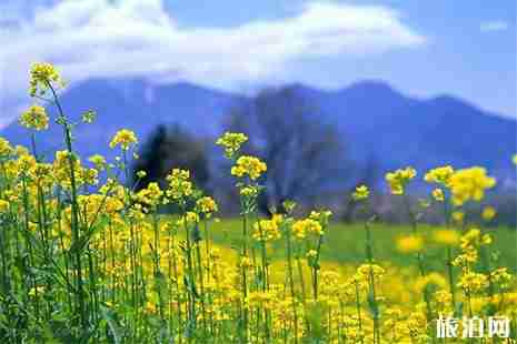2019湖北油菜花节3月19日开启 赏花全攻略 2019湖北油菜花节3月19日开启 赏花全攻略