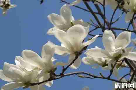 上海看白玉兰的地方推荐 上海看白玉兰的地方推荐