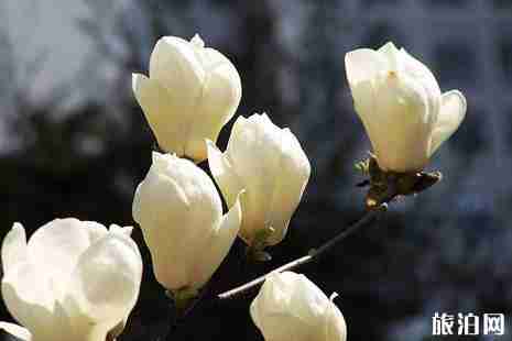 上海看白玉兰的地方推荐 上海看白玉兰的地方推荐