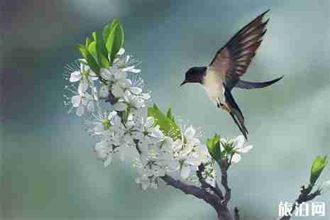 2019金凤梨花节3月7日开幕 2019金凤梨花节3月7日开幕