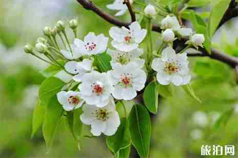 2019金凤梨花节3月7日开幕 2019金凤梨花节3月7日开幕