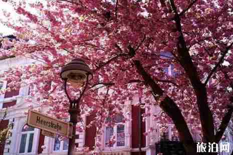 国外哪里的樱花最美+攻略 国外哪里的樱花最美+攻略