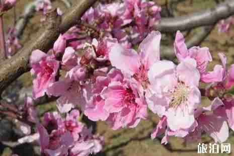 2019河北桃花观赏攻略 2019河北桃花观赏攻略